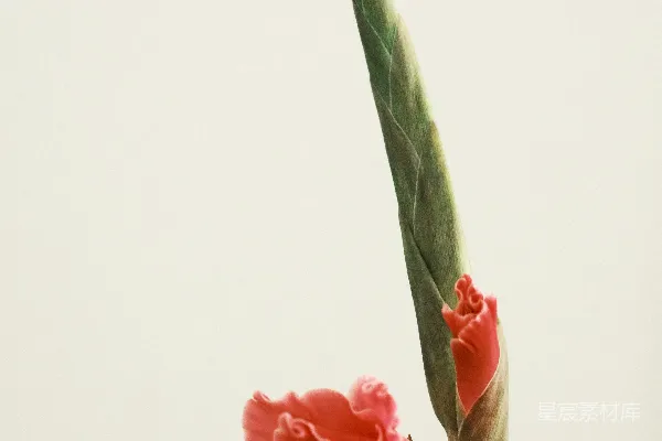 高清摄影 粉红色的郁金香花朵在浅色背景前。