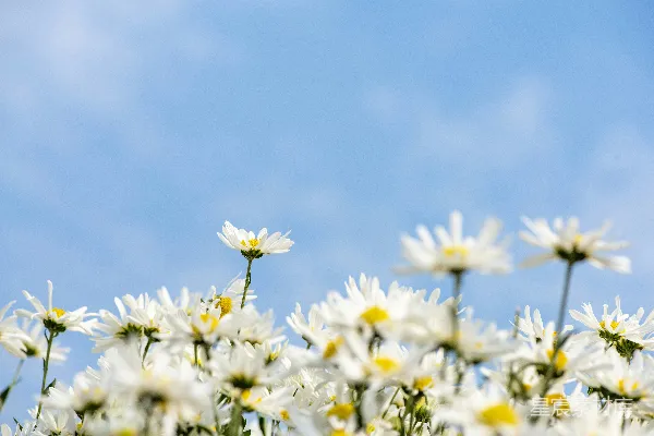 高清摄影 白花