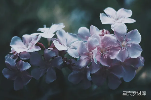 高清摄影 选择性聚焦摄影中的白粉花瓣花