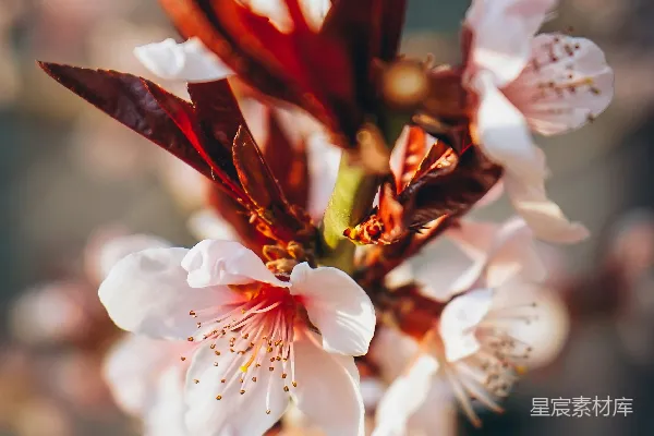 高清摄影 特写摄影中的白红花瓣花朵