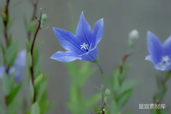 高清摄影 一群蓝色的花