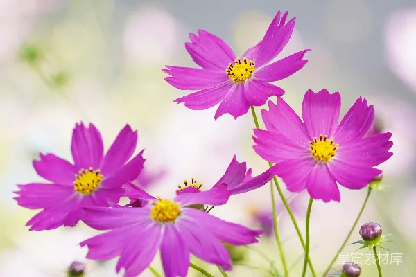 高清摄影 一朵花的特写