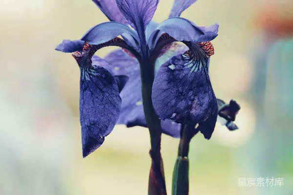 高清摄影 北方蓝旗帜花