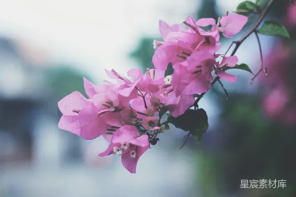 高清摄影 粉红色三角梅花