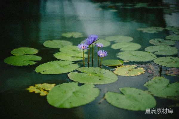 高清摄影 在白天拍摄的紫色花瓣花朵的照片，靠近水体。