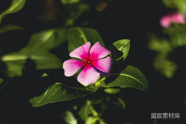 高清摄影 一朵粉红色的花，周围有绿色的叶子。