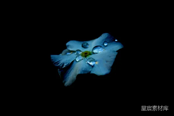高清摄影 蓝色的花朵上有水滴。
