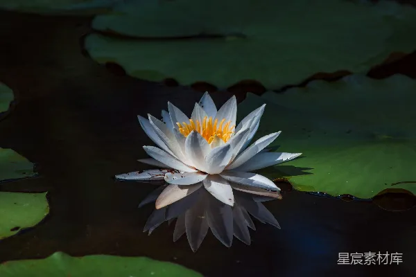 高清摄影 水中漂浮着白莲
