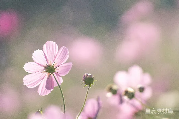 高清摄影 一朵花的特写镜头