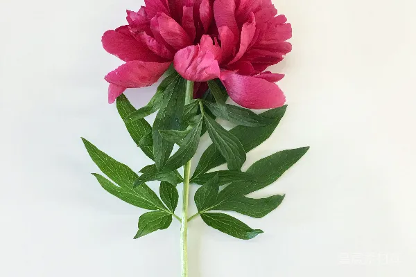 高清摄影 白底上的一朵粉花