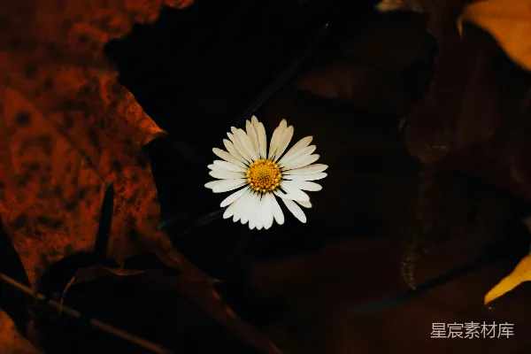 高清摄影 一朵白花坐落在覆盖着叶子的地上。