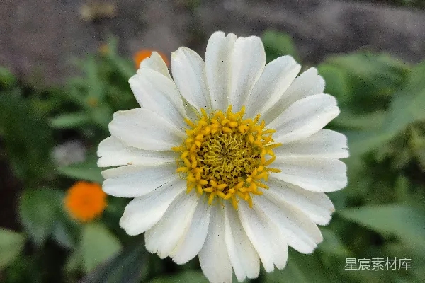 高清摄影 一朵白色带黄色中心的花