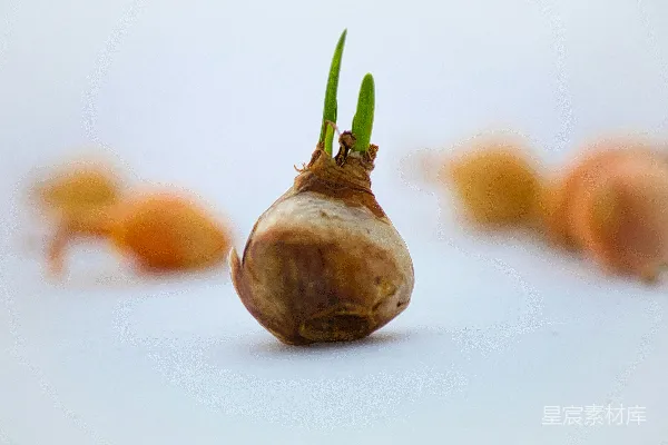 高清摄影 大蒜植物在白色表面上的特写镜头