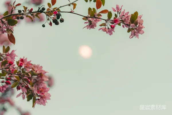 高清摄影 粉红色的花在白色背景上。