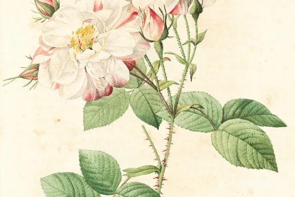 高清摄影 白色和粉红色的花朵画作
