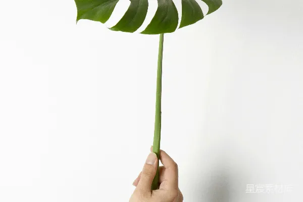 高清摄影 拿着绿叶的人
