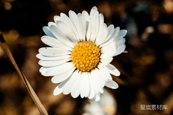 高清摄影 白黄花瓣的花