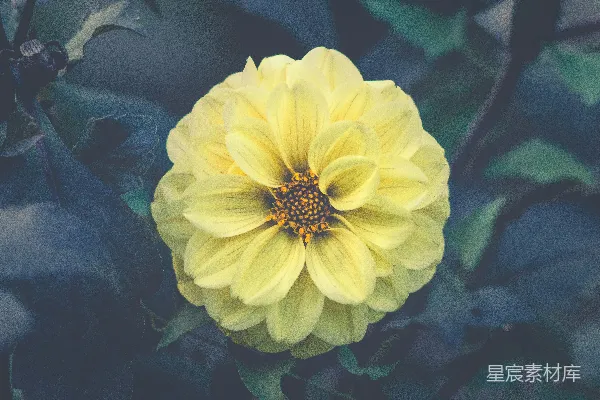 高清摄影 黄雏菊