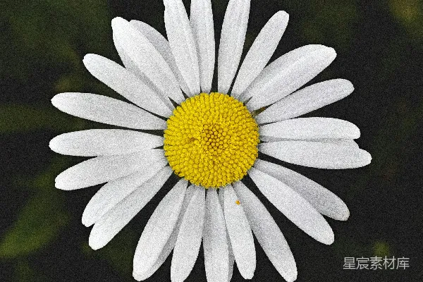 高清摄影 白天盛开的白雏菊