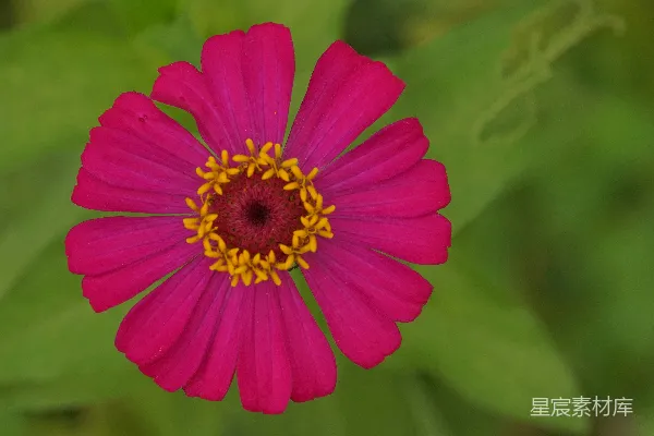 高清摄影 一朵粉红色的花，黄色的花心，周围环绕着绿色的叶子。