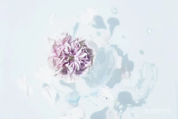高清摄影 紫色花朵