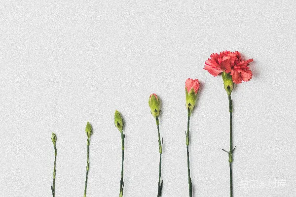 高清摄影 白底上的粉红色花朵