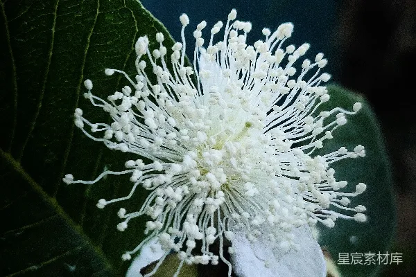 高清摄影 一株白花的特写，它生长在树上。