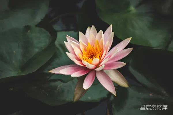 高清摄影 水莲花的特写摄影
