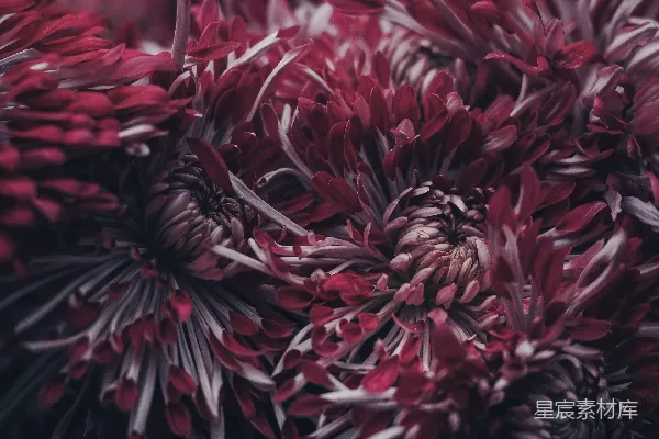 高清摄影 红色花瓣的特写摄影