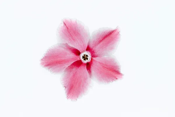 高清摄影 粉红色花瓣的花