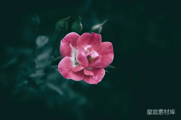 高清摄影 一朵粉色的花配着绿色的叶子，在黑色的背景上。