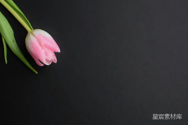 高清摄影 粉红郁金香