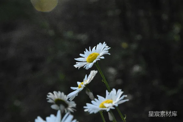 高清摄影 一组雏菊，背景模糊。