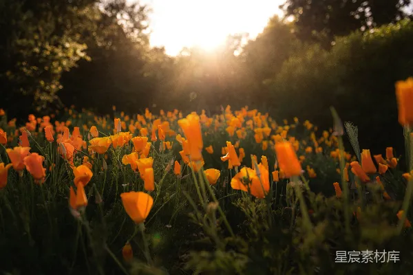 高清摄影 一片橙色的花田，阳光在背景中。