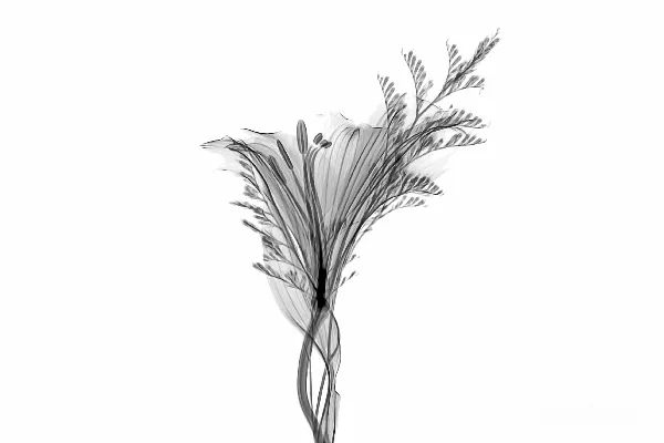 高清摄影 灰百合花孤立在白色背景上