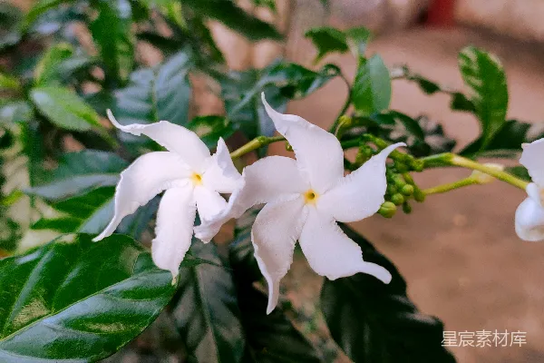 高清摄影 一些花的特写镜头
