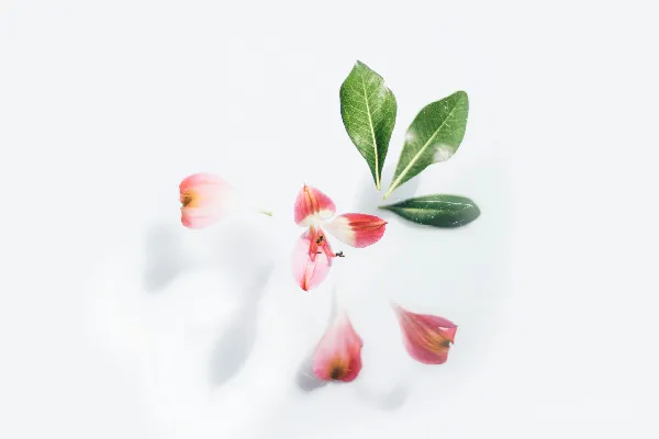 高清摄影 白色和红色的花配以绿色的叶子