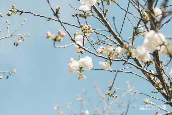 高清摄影 白天树上的白色花朵