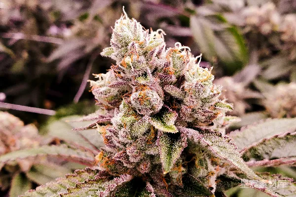 高清摄影 近距离摄影中的绿色和白色植物