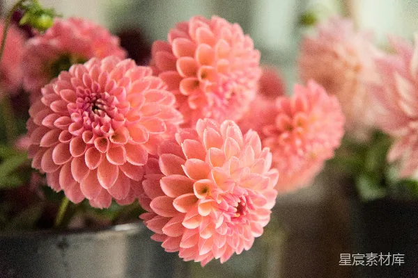 高清摄影 粉红色的花在透明的花瓶里