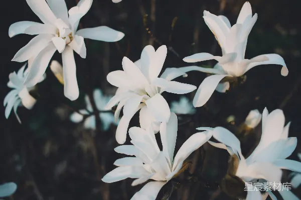 高清摄影 白色花瓣的花正在盛开