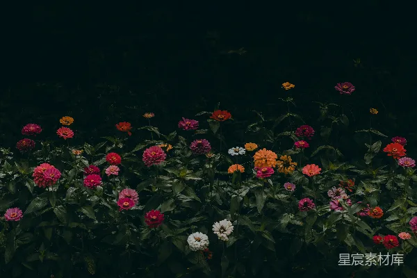 高清摄影 一簇长在草地上的花