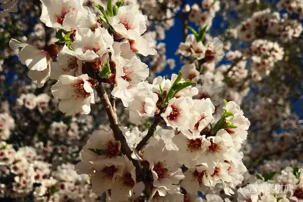 高清摄影 一株开有白色花朵的树的特写。