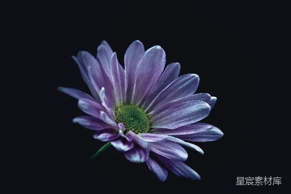 高清摄影 紫色小雏菊花