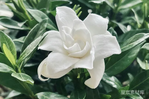 高清摄影 一朵带绿叶的白色花在背景中。