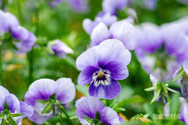 高清摄影 紫花在微移镜头中
