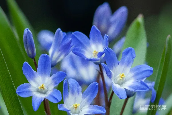 高清摄影 蓝花瓣的花