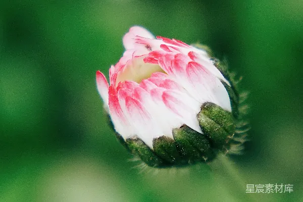 高清摄影 白天盛开的白粉花瓣的花朵