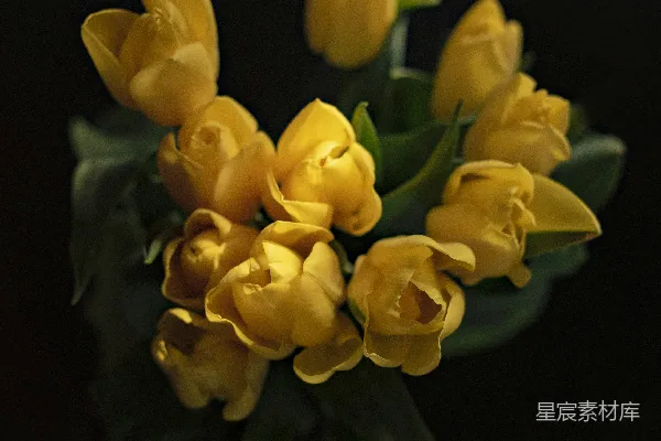 高清摄影 黄色郁金香花