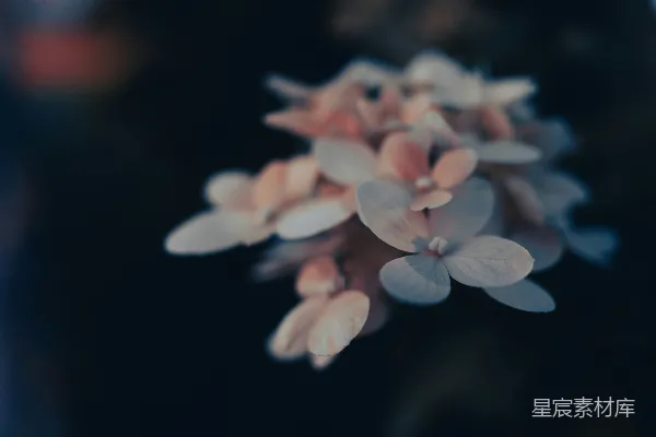 高清摄影 在近距离摄影中拍摄的白色和黄色花朵